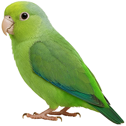 Green-rumped Parrotlet